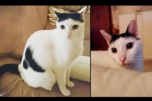 Αθήνα: Χάθηκε αρσενική γάτα στου Γκύζη πέφτοντας στον ακάλυπτο