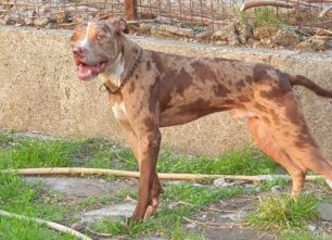 Χάθηκε αρσενικός στειρωμένος σκύλος ράτσας Πίτμπουλ στη Ναύπακτο