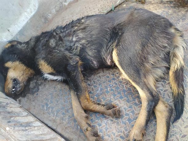 Σκυλιά δολοφονημένα με φόλες στο Ναύπλιο και άλλες περιοχές της Αργολίδας (βίντεο)