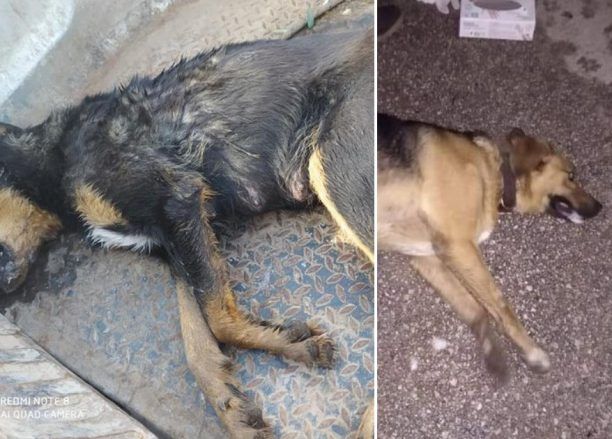 Δήμαρχος Ναυπλιέων: Δεν μπορείς να βρεις κανένα ελαφρυντικό σε αυτόν που δηλητηριάζει ζώα