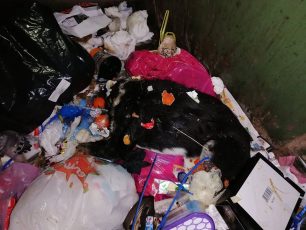 Καταγγελία κατ’ αγνώστου για τη δολοφονία σκυλιών με φόλες στις Εργατικές Κατοικίες Νάουσας Ημαθίας