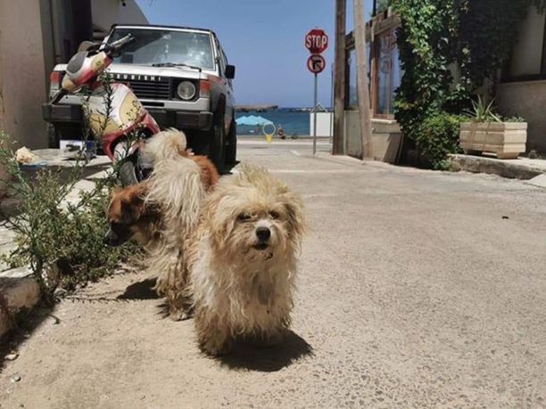 Κρήτη: Καταγγέλλουν τη μαζική δηλητηρίαση ζώων με φόλες στη Νέα Χώρα Χανίων (βίντεο)