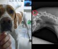 Έκκληση για τη σωτηρία του σκύλου που πυροβολήθηκε με αεροβόλο στον Νέο Σκοπό Σερρών