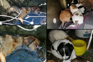 Πτώμα πυροβολημένου σκύλου και 5 ζωντανά κουτάβια βρέθηκαν πεταμένα σε σκουπιδότοπο στην Ορεστιάδα Έβρου