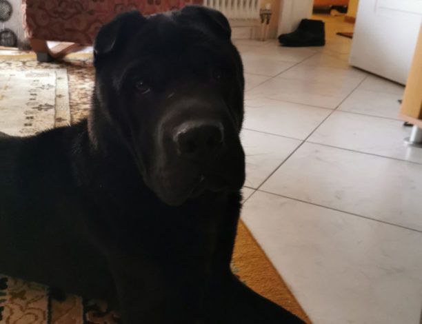 Βρέθηκε - Χάθηκε αρσενικός μαύρος σκύλος ράτσας Σαρ Πέι στη Γλυφάδα Αττικής