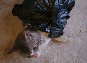 Άργος Αργολίδας: Γάτες κλεισμένες σε σακούλες πεταμένες σε κάδο – Η μία ζωντανή!