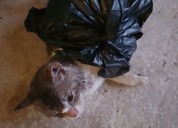 Άργος Αργολίδας: Γάτες κλεισμένες σε σακούλες πεταμένες σε κάδο – Η μία ζωντανή!