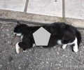 Αντιδήμαρχος Θεσσαλονίκης βρήκε τη γάτα του νεκρή με τραύμα από νυστέρι έξω από το σπίτι του στο Πανόραμα