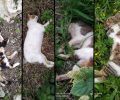Πολλές γάτες νεκρές, δολοφονημένες από φόλες που κάποιος σκόρπισε στον Πισκοκέφαλο Λασιθίου (βίντεο)
