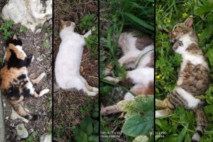 Πολλές γάτες νεκρές, δολοφονημένες από φόλες που κάποιος σκόρπισε στον Πισκοκέφαλο Λασιθίου (βίντεο)