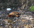 Συστηματική εξόντωση ζώων με φόλες στην Ποτίδαια Χαλκιδικής