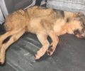 Αχαρνές Αττικής: Σκύλος πυροβολημένος βρέθηκε έξω από το Ολυμπιακό Χωριό