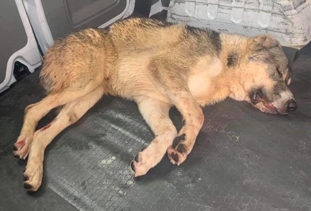 Αχαρνές Αττικής: Σκύλος πυροβολημένος βρέθηκε έξω από το Ολυμπιακό Χωριό