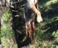 Σκύλος απαγχονισμένος σε δέντρο βρέθηκε κοντά στο χωριό Ρίζες Αρκαδίας