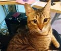 Χάθηκε αρσενική γάτα στου Γκύζη στην Αθήνα