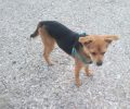 Αρσενικός μικρόσωμος σκύλος με στηθόλουρο βρέθηκε στην περιοχή του αεροδρομίου Σαντορίνης