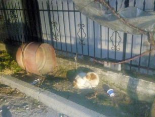 Σεβαστή Πιερίας: Έδεσε τον σκύλο του και τον εγκατέλειψε χωρίς τροφή και νερό για 4 μέρες