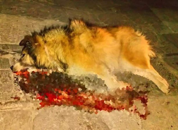 Με φόλες σκοτώνουν αδέσποτα και μη ζώα και στη Σιάτιστα Κοζάνης - Τι απαντάει ο  δήμαρχος Βοΐου