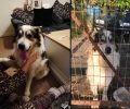 Στο νέο του σπιτικό στην Ουαλία ο σκύλος που 3 χρόνια ζούσε απομονωμένος στο Σκάλωμα Φωκίδας