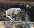 Αθήνα: Έκκληση για τα σκυλιά άστεγης που ζει μέσα στο αυτοκίνητο της και τα ζώα τρία χρόνια
