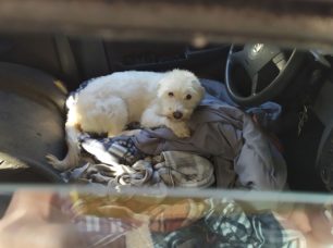 Αθήνα: Έκκληση για τα σκυλιά άστεγης που ζει μέσα στο αυτοκίνητο της και τα ζώα τρία χρόνια