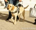 Ιδιοκτήτης κινηματογράφου στο Χαλάνδρι Αττικής αρνήθηκε την είσοδο γυναίκας με εκπαιδευόμενο σκύλο – οδηγό τυφλού ατόμου