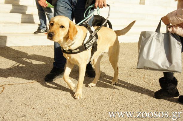 Πρόβλημα και σε όσους συνοδεύονται από σκύλους βοήθειας δημιουργεί ο νόμος 4830/2021
