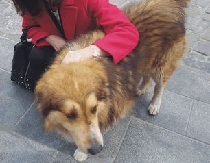 Θεσσαλονίκη: Πλάκωσε στις κλωτσιές σκύλο και αντί οι αστυνομικοί να τον συλλάβουν τον έδιωξαν!