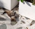 Γάτα νεκρή από φόλα στις Σπέτσες