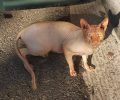 Αρσενική γάτα Σφίγγα (Sphynx) εντοπίστηκε αδέσποτη στο Αιγάλεω Αττικής