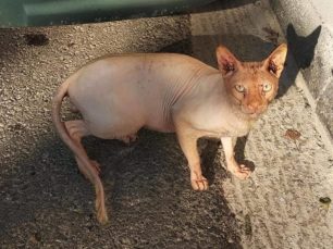 Αρσενική γάτα Σφίγγα (Sphynx) εντοπίστηκε αδέσποτη στο Αιγάλεω Αττικής