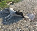 Στράτος Αιτωλοακαρνανίας: Βρήκε δύο σκυλιά δολοφονημένα