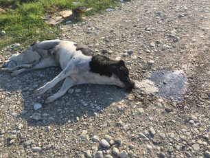 Στράτος Αιτωλοακαρνανίας: Βρήκε δύο σκυλιά δολοφονημένα