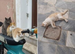 Γάτα νεκρή από φόλα στη Σύρο