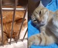 Πολλές γάτες εξαφανίστηκαν από τη Σύρο – Φόλες και ασθένειες η αιτία