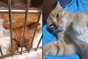 Πολλές γάτες εξαφανίστηκαν από τη Σύρο – Φόλες και ασθένειες η αιτία