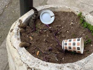 Βρήκε πτώμα γάτας θαμμένο σε ζαρντινιέρα στο κέντρο της Θεσσαλονίκης