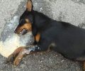 Σκύλος νεκρός από φόλα έξω από σχολείο στη Θουρία Μεσσηνίας