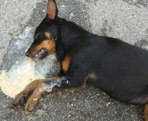 Σκύλος νεκρός από φόλα έξω από σχολείο στη Θουρία Μεσσηνίας