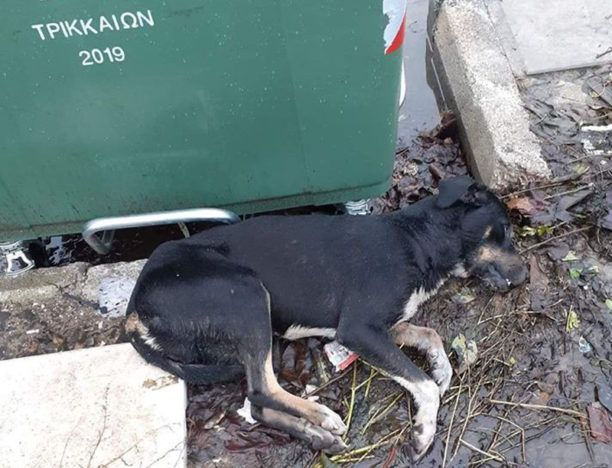 Σκύλος νεκρός από φόλα στα Τρίκαλα Θεσσαλίας