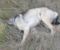 Σκύλος νεκρός από φόλα στην Τρίπολη Αρκαδίας
