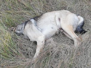 Σκύλος νεκρός από φόλα στην Τρίπολη Αρκαδίας