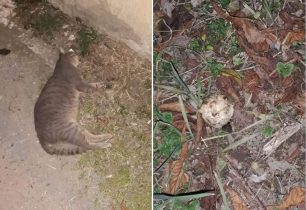 Αρκαδία: Γάτα δολοφονημένη από φόλα στην Τρίπολη