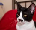 Βρέθηκε - Χάθηκε ασπρόμαυρη στειρωμένη αρσενική γάτα στην Καισαριανή Αττικής