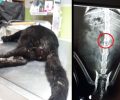 Βάρη Αττικής: Γάτα παράλυτη, πυροβολημένη με αεροβόλο σερνόταν για μέρες αβοήθητη χωρίς κανείς να νοιαστεί (βίντεο)