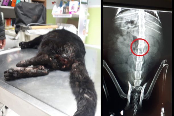 Βάρη Αττικής: Γάτα παράλυτη, πυροβολημένη με αεροβόλο σερνόταν για μέρες αβοήθητη χωρίς κανείς να νοιαστεί (βίντεο)