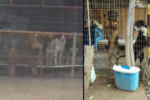 Απαράδεκτες συνθήκες διαβίωσης για δεκάδες σκυλιά στον Βοτανικό στις εγκαταστάσεις του Δήμου Αθηναίων (βίντεο)