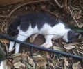 Κρήτη: Αδέσποτη γάτα νεκρή από φόλα στο Κουμ Καπί Χανίων