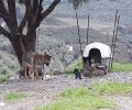 Χανιά: Έξω από ταβέρνα σκυλίτσα αλυσοδεμένη εκτεθειμένη στις καιρικές συνθήκες μαζί με τα πολλά κουτάβια της