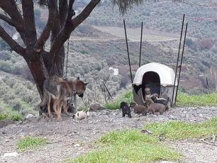 Χανιά: Έξω από ταβέρνα σκυλίτσα αλυσοδεμένη εκτεθειμένη στις καιρικές συνθήκες μαζί με τα πολλά κουτάβια της